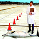 A dolphin performs poorly in a University of Florida land-based locomotion test.